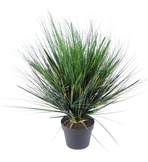 ONION GRASS ROUND