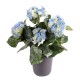 HORTENSIA 3*2