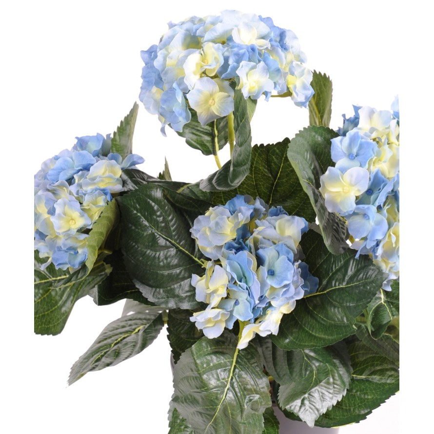 HORTENSIA 3*2