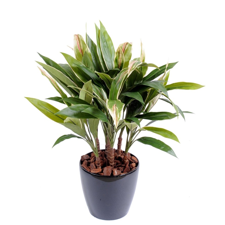 DRACAENA CORDYLINE TUFT