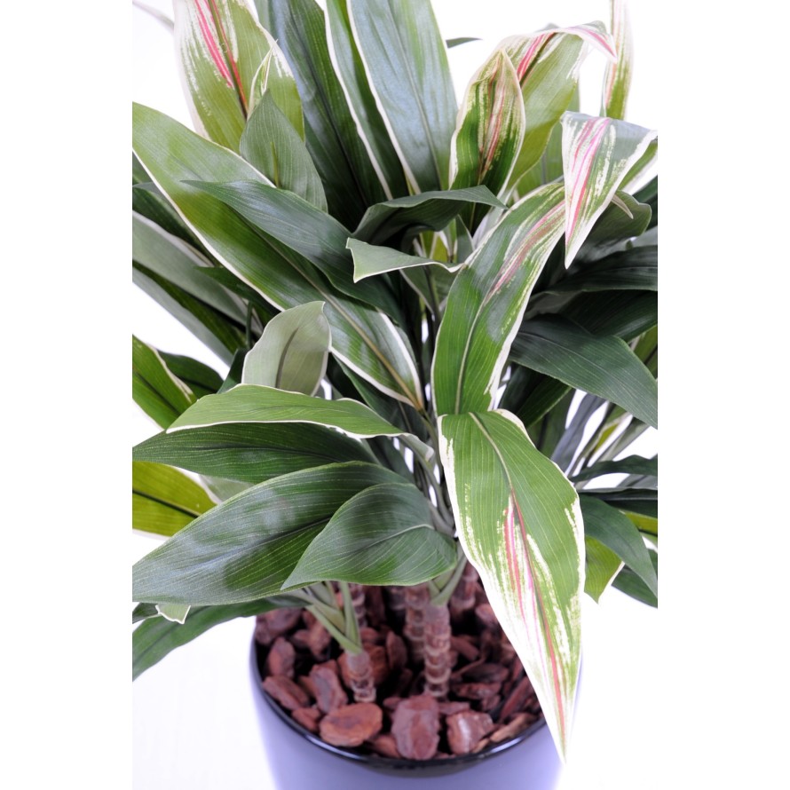 DRACAENA CORDYLINE TUFT