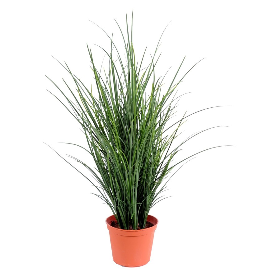 HERBE FINE POT