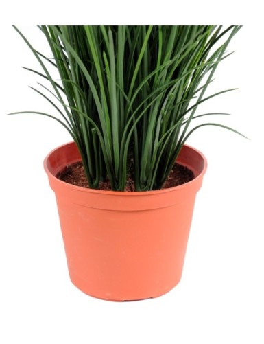 HERBE FINE POT