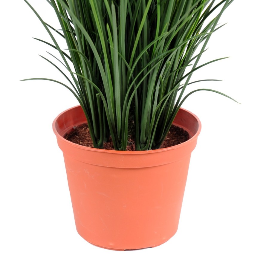 HERBE FINE POT