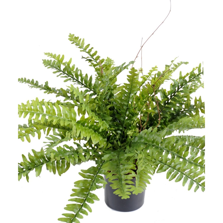 BOSTON FERN *42 IN POT