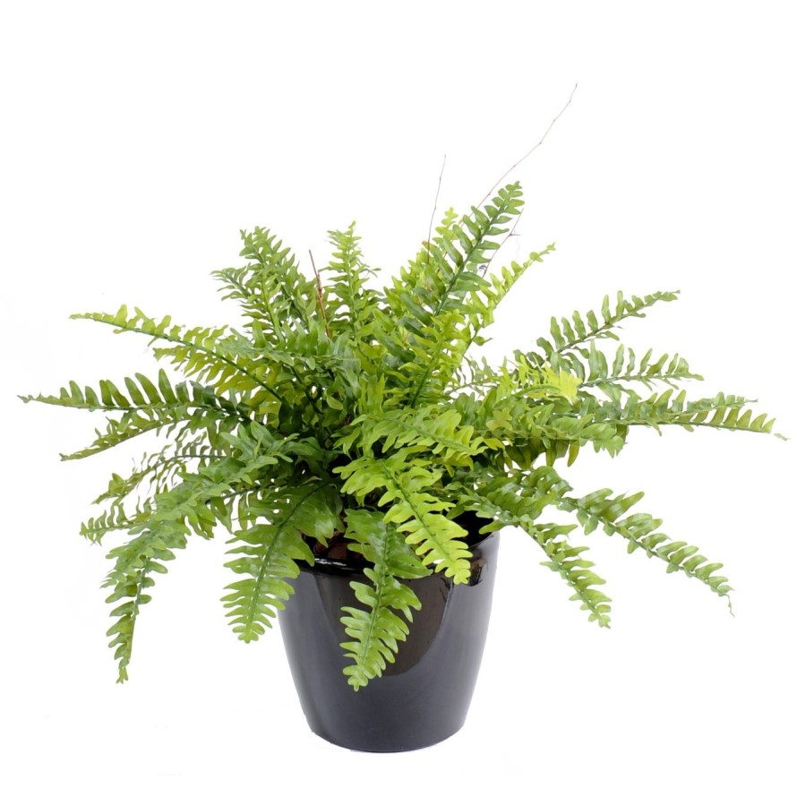 BOSTON FERN *42 IN POT