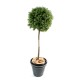 BOXWOOD BALL STEM NEW UV RESISTANT