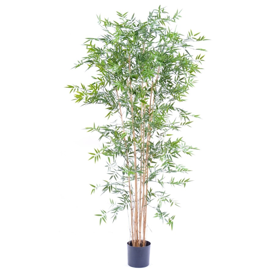 BAMBOO JAPANESE PLAST UV