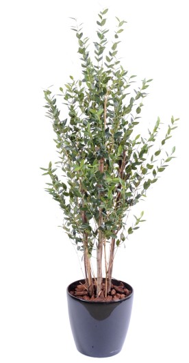 EUCALYPTUS MINI BUISSON 130 CM