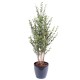 EUCALYPTUS MINI BUISSON 130 CM