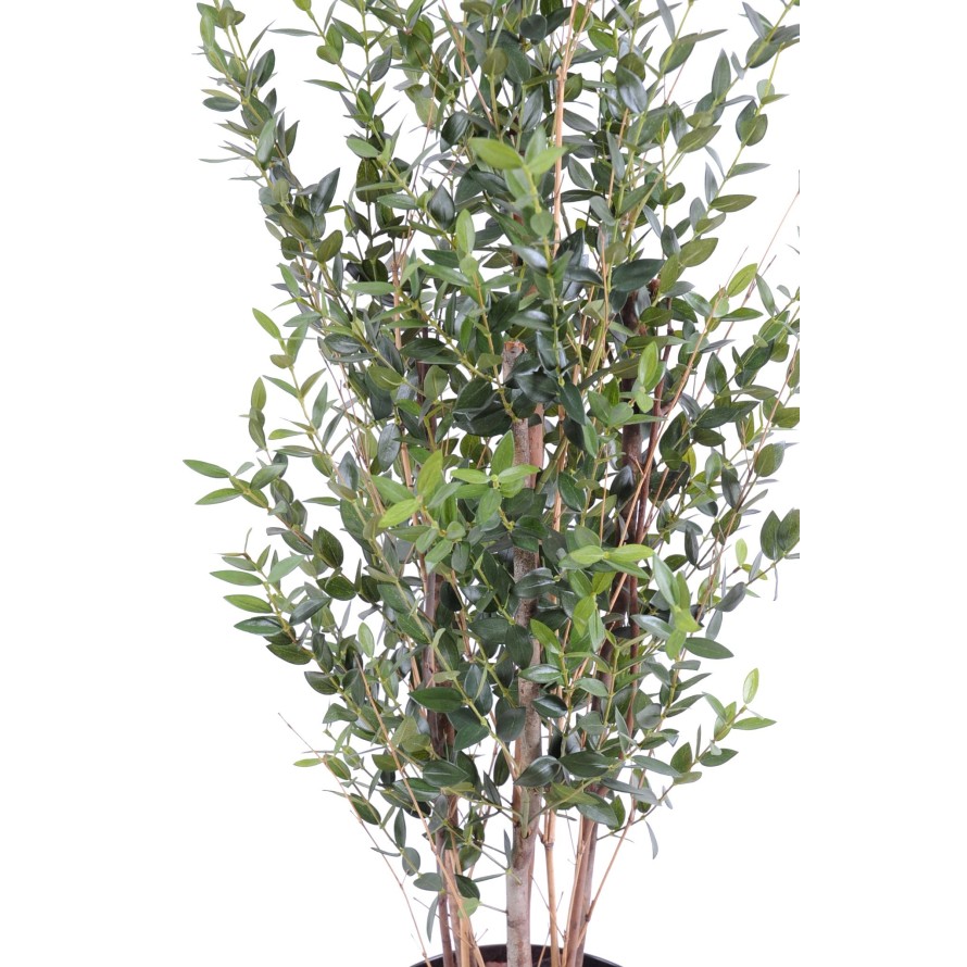 EUCALYPTUS MINI BUSH 130 CM