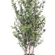 EUCALYPTUS MINI BUISSON 130 CM