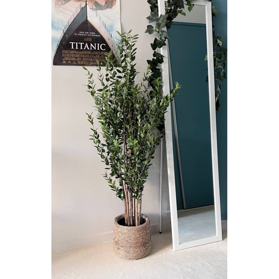 EUCALYPTUS MINI BUSH 130 CM