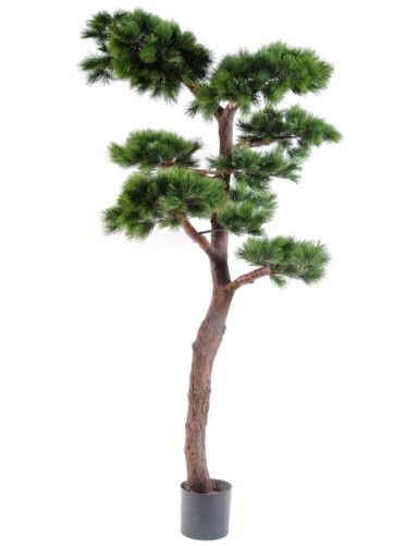 PINE BONSAI UV