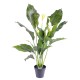 SPATHIPHYLLUM PLAST 5 Fl