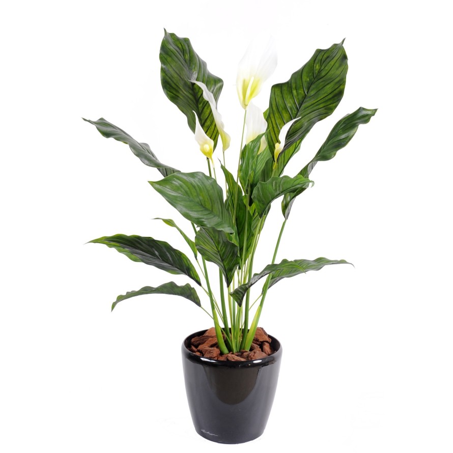 SPATHIPHYLLUM PLAST 5 Fl