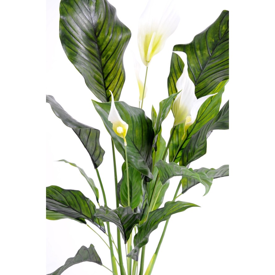 SPATHIPHYLLUM PLAST 5 Fl