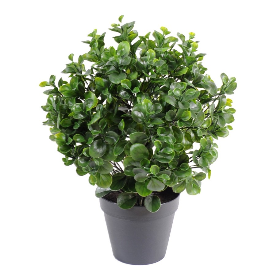 PEPEROMIA PLAST BUISSON