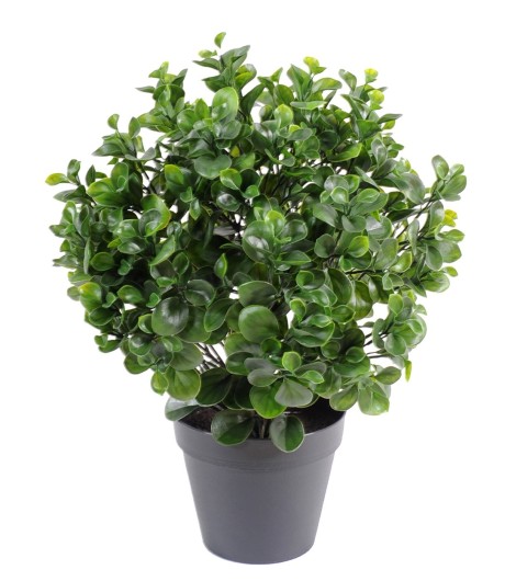 PEPEROMIA PLAST BUISSON