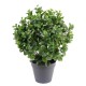 PEPEROMIA PLAST BUISSON