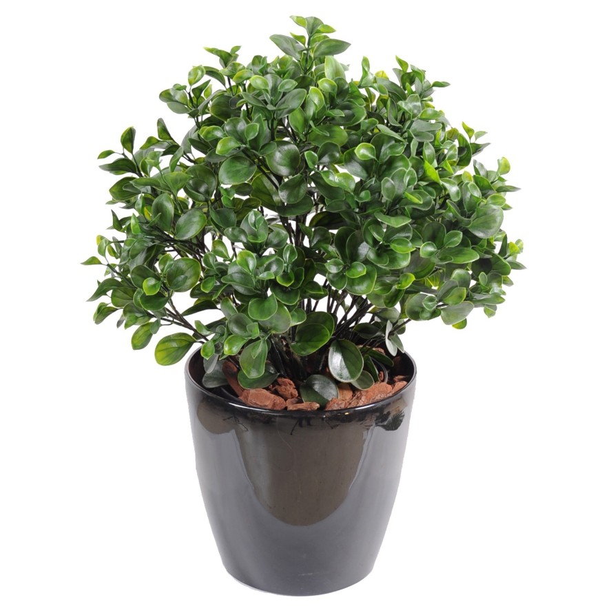 PEPEROMIA PLAST BUISSON