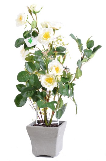 POTTED ROSE 50 CM