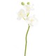 PHALAENOPSIS MINI ORCHID