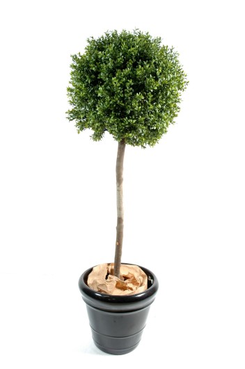 BOXWOOD STEM BALL NEW