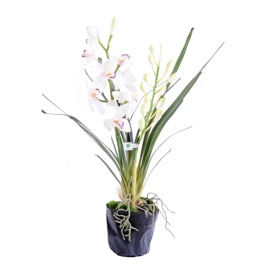 CYMBIDIUM PLANT 80 CM