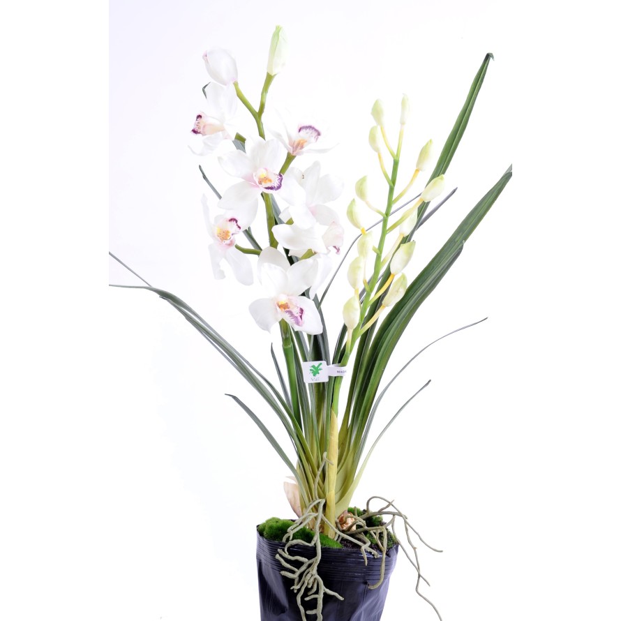 CYMBIDIUM PLANTE 80 CM