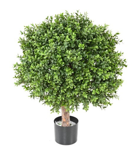 BOXWOOD BALL NEW