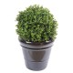 BOXWOOD BALL NEW