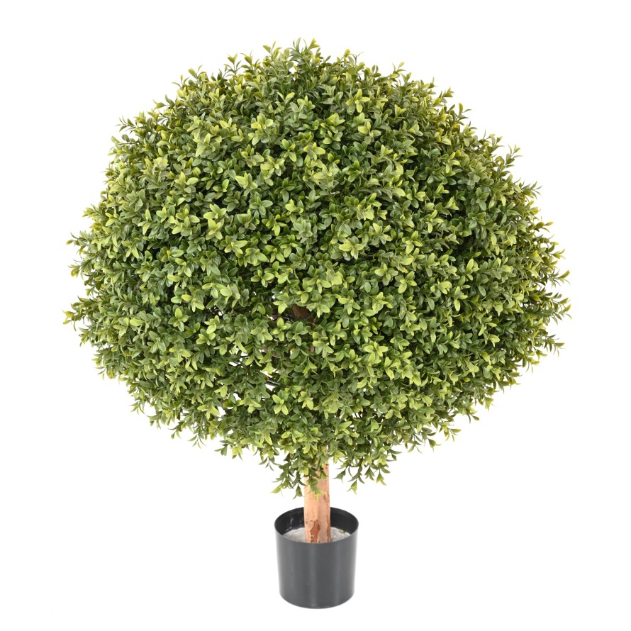 BOXWOOD BALL NEW