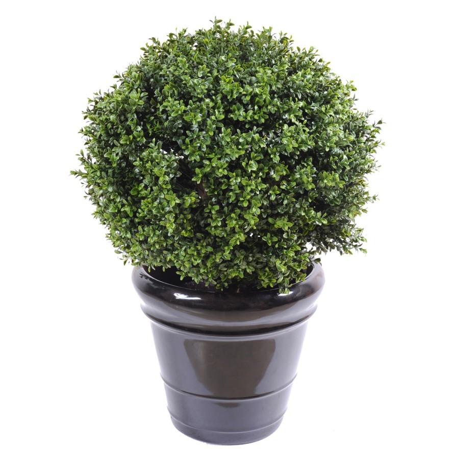 BOXWOOD BALL NEW