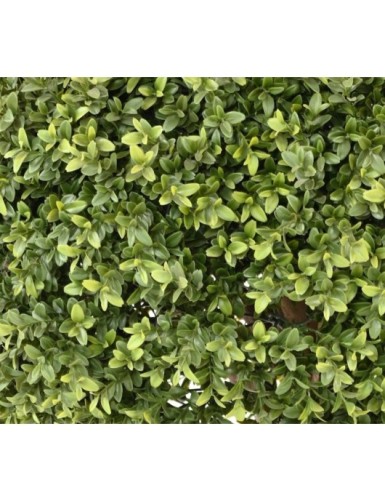 BOXWOOD BALL NEW