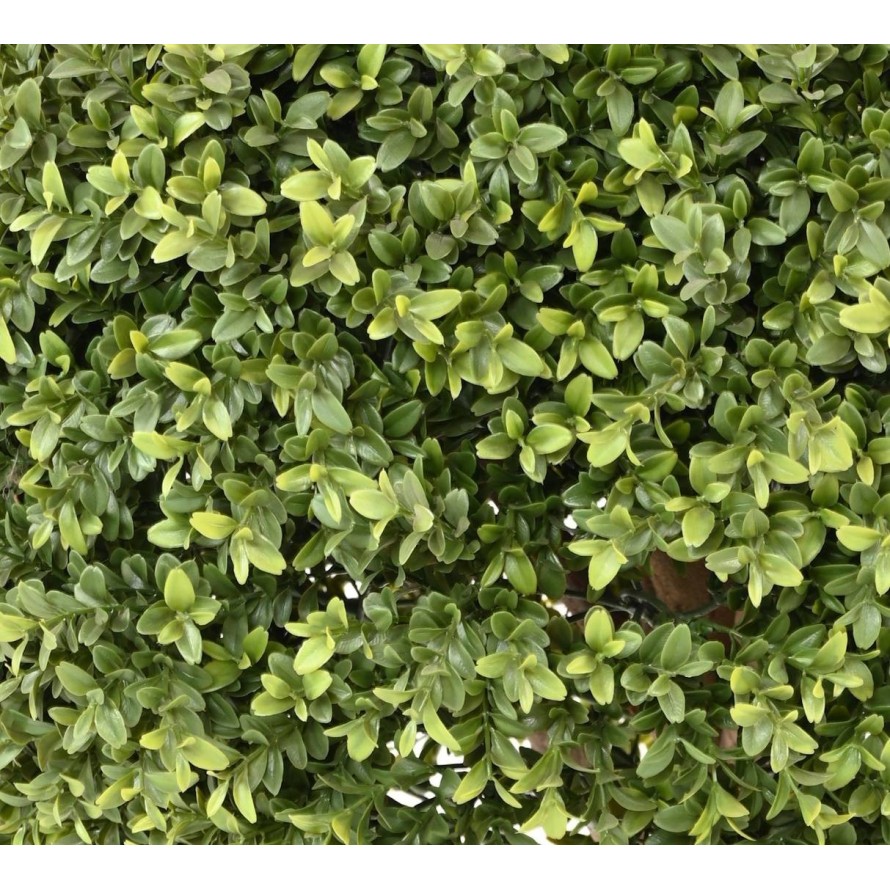 BOXWOOD BALL NEW