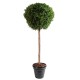 BOXWOOD STEM BALL NEW