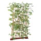 ORIENTAL BAMBOO HEDGE