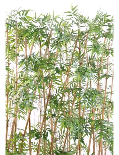 BAMBOO HEDGE ORIENTAL