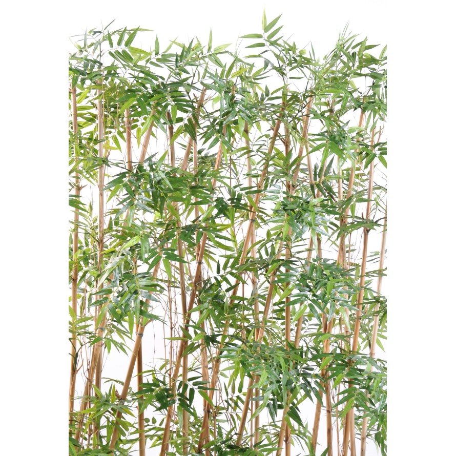 BAMBOO HEDGE ORIENTAL