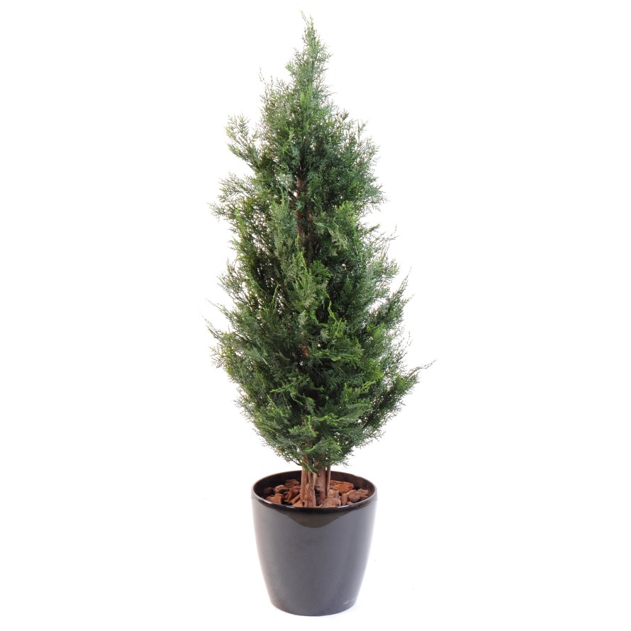 CYPRESS LAWSON CHAMAECYPARIS UV RESISTANT