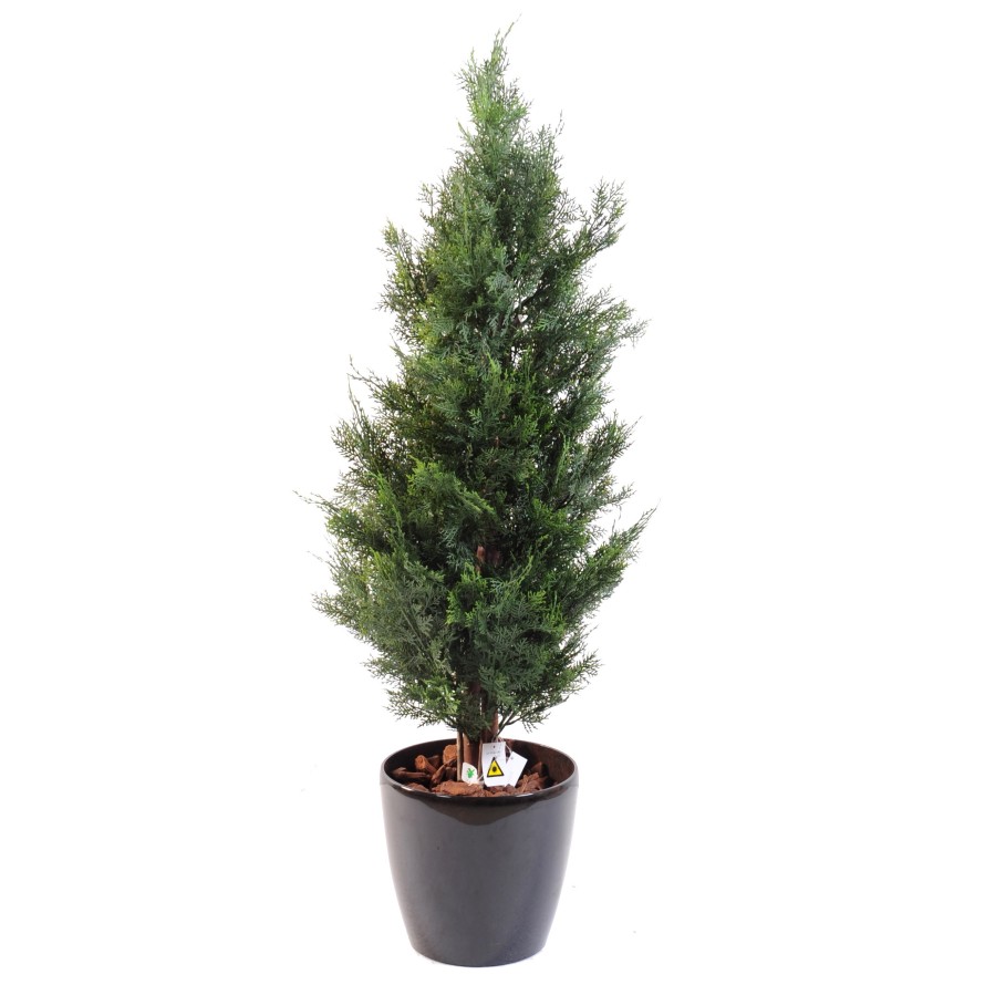 CYPRESS LAWSON CHAMAECYPARIS UV RESISTANT