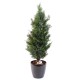 LAWSON CYPRESS UV RESISTANT CHAMAECYPARIS