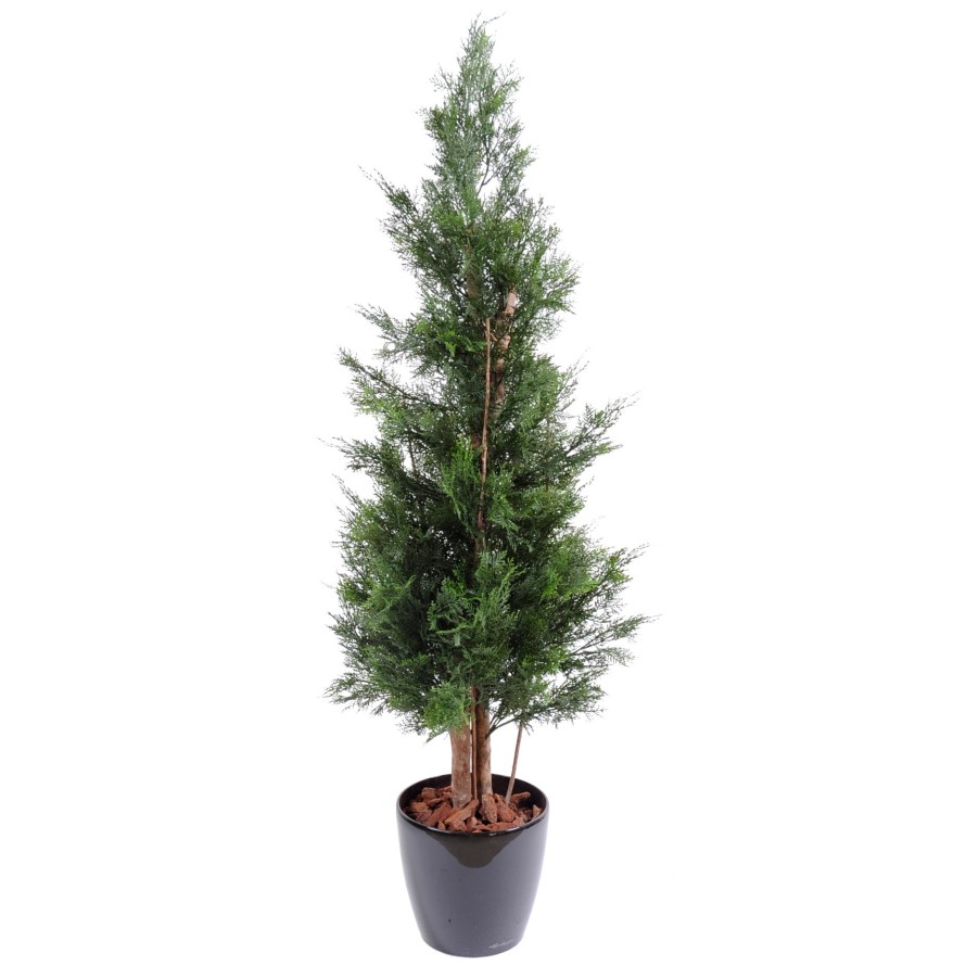 CYPRESS LAWSON CHAMAECYPARIS UV RESISTANT