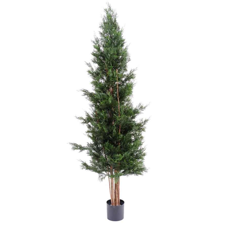 CYPRESS LAWSON CHAMAECYPARIS UV RESISTANT