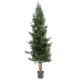 LAWSON CYPRESS UV RESISTANT CHAMAECYPARIS