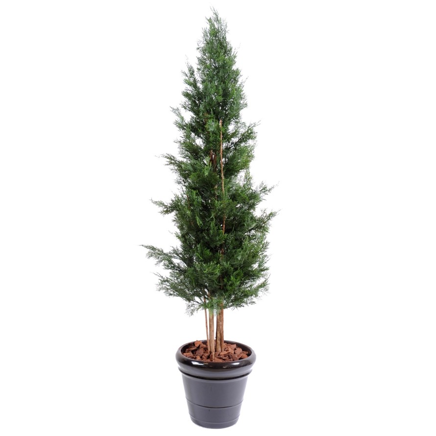 CYPRESS LAWSON CHAMAECYPARIS UV RESISTANT