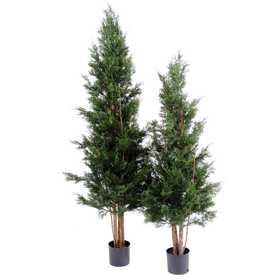 CYPRESS LAWSON CHAMAECYPARIS UV RESISTANT