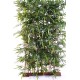 BAMBOO NEW HEDGE UV BASE 95