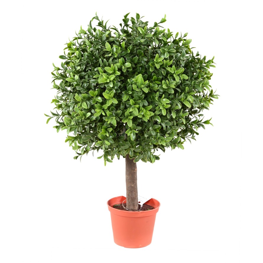 BOXWOOD BALL NEW